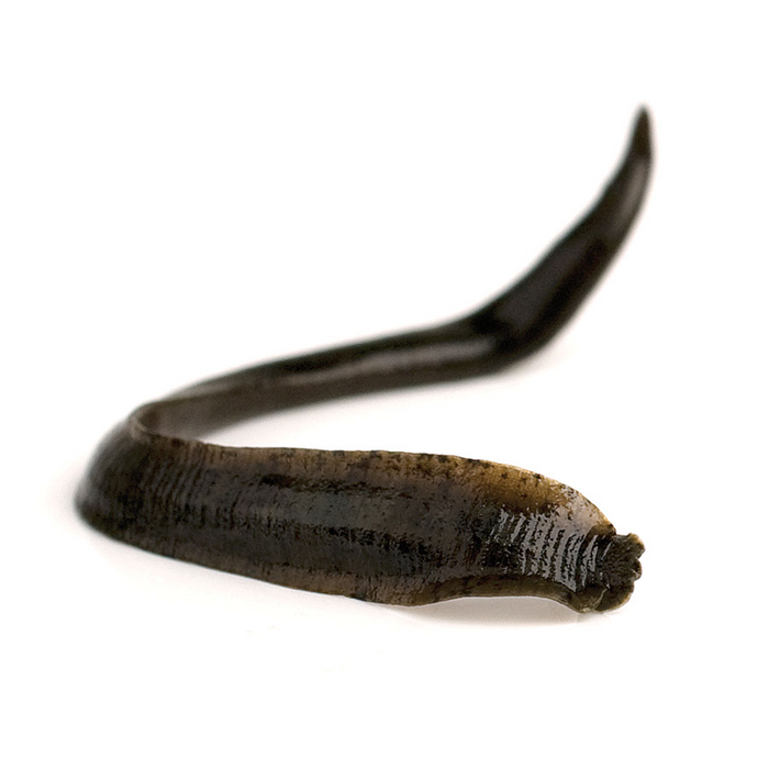 Jumbo Leeches - 5 DOZEN