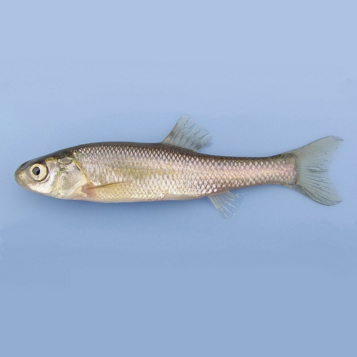 Frozen Minnows