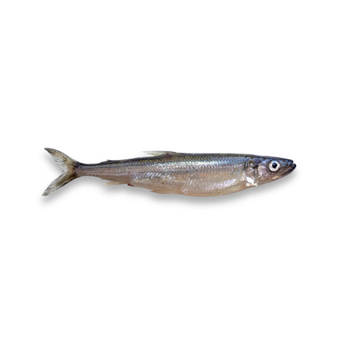 Frozen Large Smelt