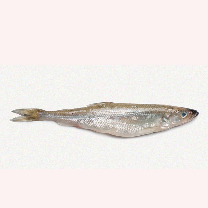 Frozen Smelt