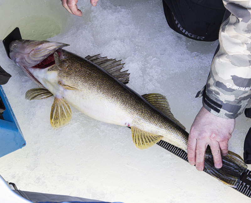 OTTER Bump Board - 32INCH